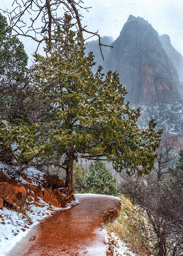 The snowy trail to Lower Emerald Pool, Zion National Park / Rebecca Latson