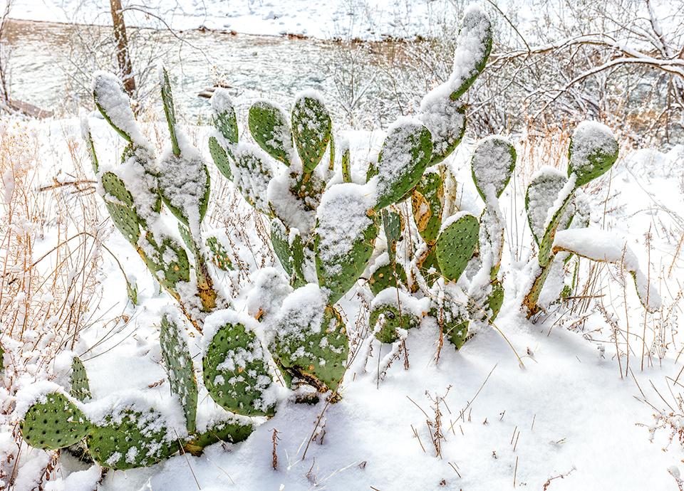 Snow on the prickly pear cactus, Zion National Park / Rebecca Latson