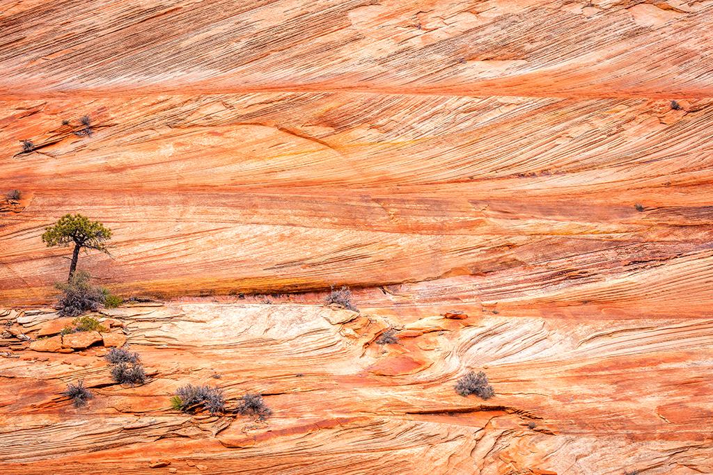 Lithified sandstone cross-beds, Zion National Park / Rebecca Latson