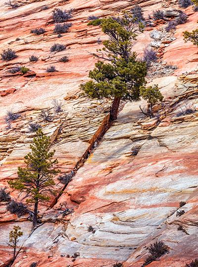 Trees growing out of the sandstone joints, Zion National Park / Rebecca Latson