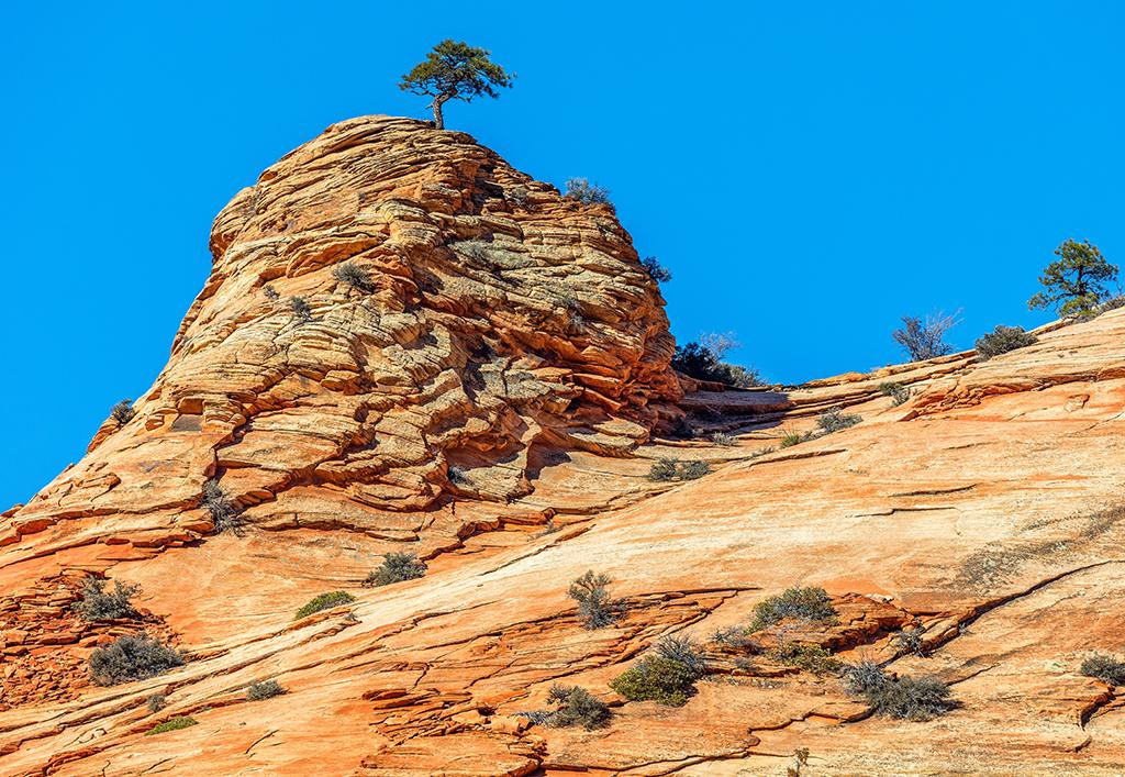 A tree on a lithified sand dune, Zion National Park / Rebecca Latson