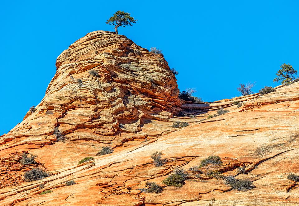A lone tree on an eroding lithified sand dune, Zion National Park / Rebecca Latson