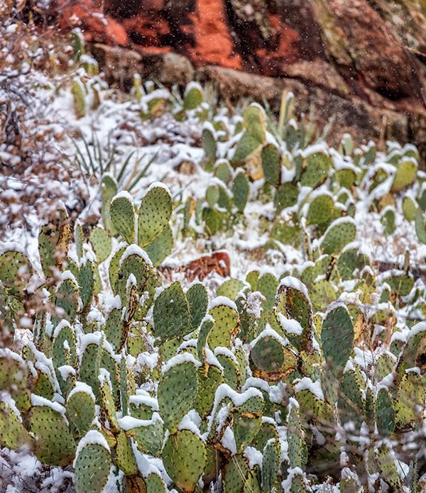 Snow on the prickly pear, Zion National Park / Rebecca Latson