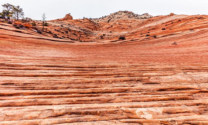 Looking up at lithified sandstone cross-beds, Zion National Park / Rebecca Latson