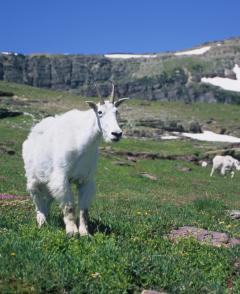 Goat in Glacier National Park; Repanshek Photo.