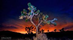 Sunset in Joshua Tree National Park, copyright Marco Crupi