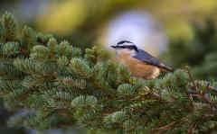 A red-breasted nuthatch bird perched on a branch surrounded by a mass of green conifer needles, Acadia National Park