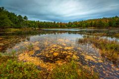 An autumn-colored view of a small lake surrounded by trees beneath an overcast sky, with golden leaves and needles swirling in the watery foreground at Acadia National Park in Maine