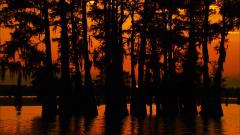 A bright, deep orange background from a sunset over a swamp, with cypress tree silhouettes in the foreground, Atchafalaya National Heritage Area