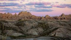 South Dakota's Badlands National Park in October, with a pink and purple sky overhead and a little deer surveying the scene