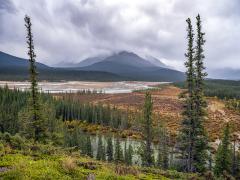 The North Saskatchewan River and wetland area framed between two tall trees with a tall, cloud-wrapped mountain in the background, Banff National Park 