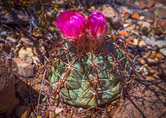 The bright magenta blooms of an eagle claw cactus seen in Big Bend National Park