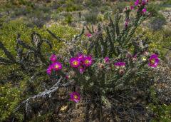 A cholla cactus with bright magenta blooms, Big Bend National Park