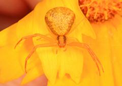 A frame-filling macro of a yellow crab spider on a yellow flower in Big Thicket National Preserve