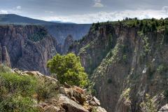 A view of the rugged cliff faces of the steep canyon with a low tree in the foreground at Black Canyon of the Gunnison National Park