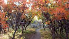 A narrow dirt trail between trees with dark trunks and branches and bright orange leaves along the Uplands Trail, Black Canyon of the Gunnison National Park