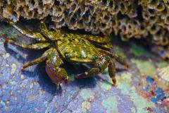 A close-up of a colorful Rock Shore crab in front of Sandcastle worms in a tidepool at Cabrillo National Monument