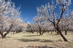 Fruita orchard trees in bloom under a clear blue sky in Capitol Reef National Park