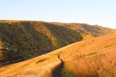 A wavy leading line Cavern Point Trail across golden grassland of Santa Cruz Island in Channel Islands National Park