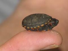 Eastern Mud Turtle (Kinosternon subrubrum subrubrum) - new hatchling