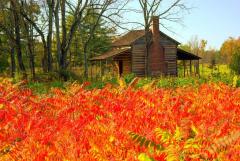 Brightly colored autumn leaves on sumac bushes surround a rustic cabin at Cowpens National Battlefield.