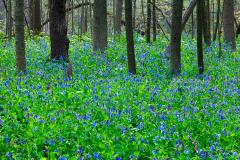 A scenic, landscape photo of the floor of a wooded area, which is completely covered in a sea of Virginia bluebells at Cuyahoga Valley National Park