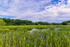 A blue sky with white clouds over a wildflower-filled wetland, Cuyahoga Valley National Park