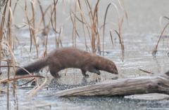 An American mink gingerly walking over shiny ice with dead reeds in the backgrouond, Cuyahoga Valley National Park