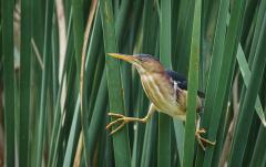 A quirky least bittern straddling long green cattail at a wetland in Cuyahoga Valley National Park