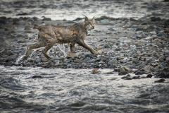 a wet lynx walking next to a river in Denali National Park and Preserve