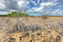 A landscape view of mangrove trees and periphyton in Everglades National Park, Florida