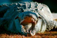 A large crocodile faces the camera with its mouth open showing its many sharp teeth in Everglades National Park