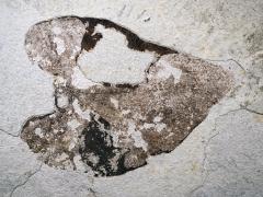 A close-up view of a heart-shaped fossil leaf found at Fossil Butte National Monument