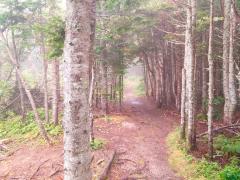 The leading line of a dirt trail in a misty forest lined with tall trees with white bark in Forillon National Park in Canada