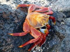 A close-up of a bright yellow and red-orange Sally Lightfoot crab, Galapagos National Park