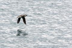 A small white bird with dark wings and many dark spots known as a Kittlitz's murrelet  flying over the water at Glacier Bay National Park and Preserve