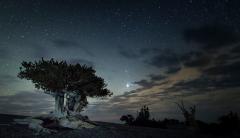 An ancient bristlecone pine underneath a starry night sky at Great Basin National Park in Nevada