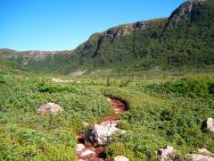 The curving leading line of a trail through greenery and wildflowers surrounded by tall vegetation hills, Gros Morne National Park, Newfoundland, Canada