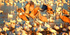 Sandhill cranes and snow geese at Great Sand Dunes National Park and Preserve