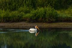 A white pelican swimming the mirror-smooth water of the Snake River in Grand Teton National Park