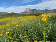 A close-up of a bright yellow wildflower, with a field of yellow flowers and El Capitan in the distant background, Guadalupe Mountains National Park