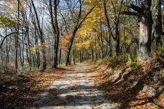 Trail through the woods with fall colors in Indiana Dunes National Park