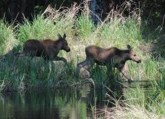 Fuzzy twin moose calves walking from land into a creek, Isle Royale National Park