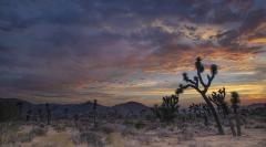 The colorful sky at sunset over Joshua trees in Joshua Tree National Park
