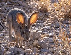 Sunlight glowing through the long ears of a black-tailed jackrabbit hopping along rocky ground, Joshua Tree National Park