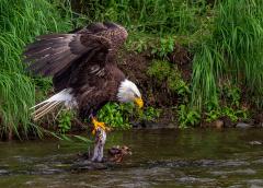 A bald eagle getting ready to take off from a snag in the Brooks River at Katmai National Park & Preserve
