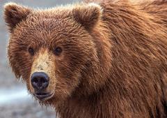 A close-up of an Alaskan brown bear at Katmai National Park & Preserve in Alaska