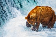 A "skinny" Alaskan brown bear avidly chowing down on a salmon caught at the base of Brooks Falls in Katmai National Park and Preserve