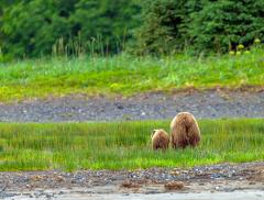 A rear end view of an Alaskan brown bear sow and her cub as they wander back into the forest at Lake Clark National Park and Preserve