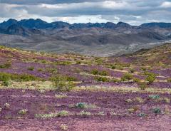 purple colored and white wildflower bushes cover low rolling hills, mountains and sky in distance at Lake Mead National Recreation Area